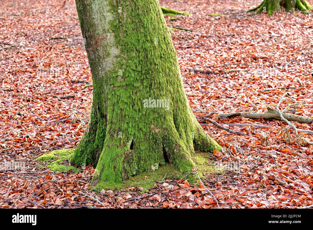 Natur kopieren Raum von Baumstamm im Herbst mit Moos für Hintergrund oder Tapete bedeckt. Leere und ruhige Falllandschaft von einem moosigen Holz in ländlichen Stockfoto