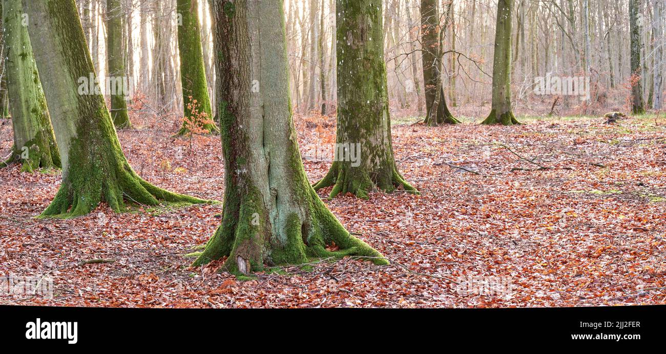 Hohe Buchenstämme mit Moos und Algen, die in einem Wald im Freien wachsen. Landschaftlich reizvolle Naturlandschaft mit Holzstruktur aus alter Rinde in einer abgelegenen und Stockfoto