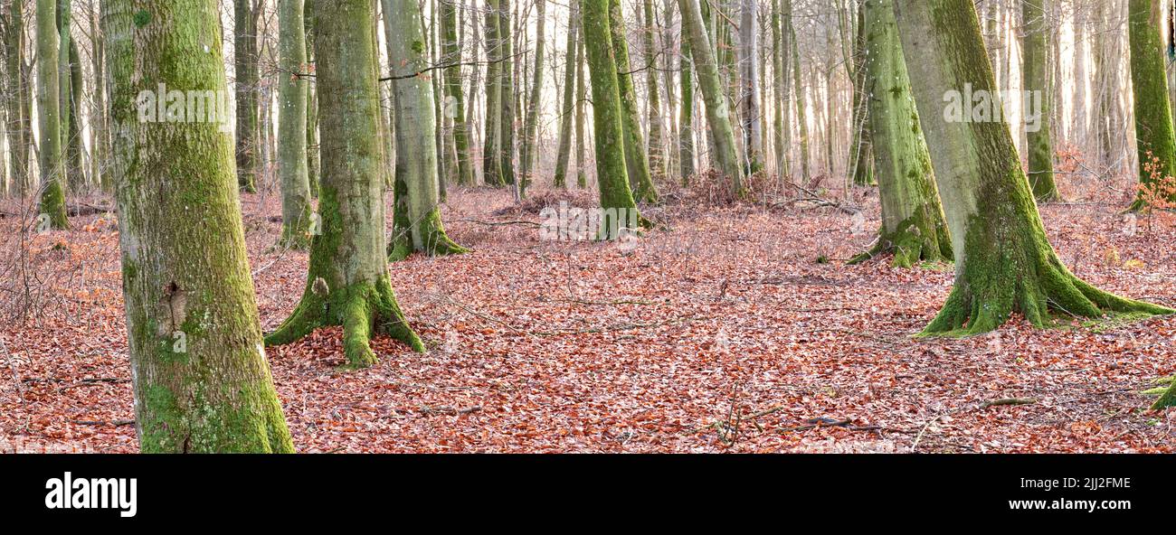 Hohe Buchenstämme mit Moos und Algen, die in einem Wald im Freien wachsen. Banner der natürlichen Landschaft mit hölzernen Textur der alten Rinde in einem abgelegenen und Stockfoto