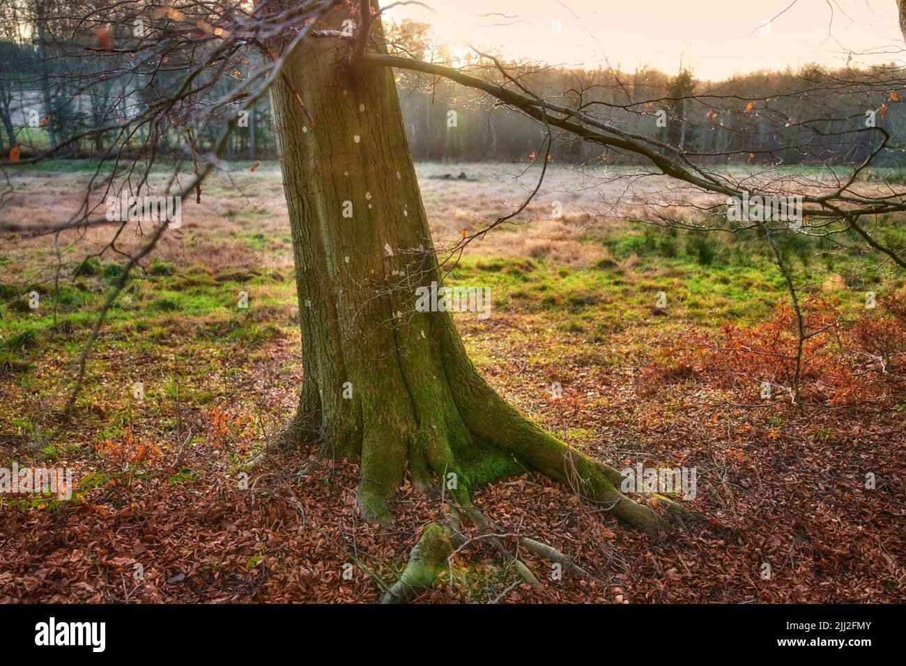 Schöner isolierter Baum im Wald mit offenem Gras und Bäumen im Hintergrund. Landschaft eines entspannten alten Baumes draußen im Wald mit braunen Blättern Stockfoto