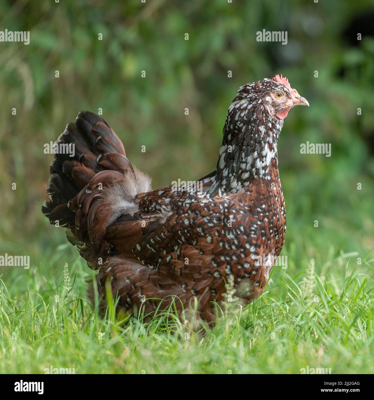 Gesprenkeltes sussex-Huhn Stockfoto