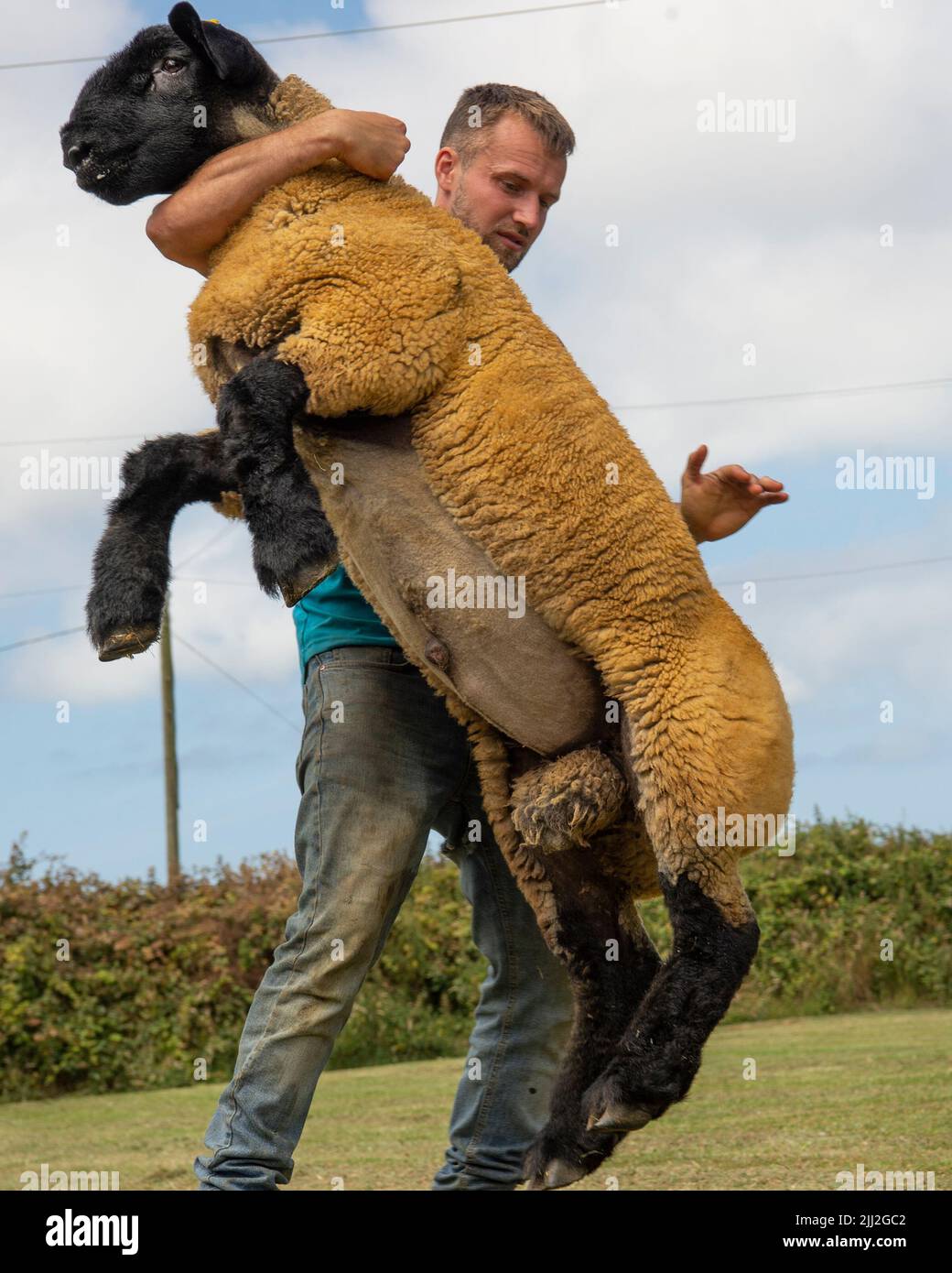 Mann, der versucht, ein Schaf zu fangen Stockfoto