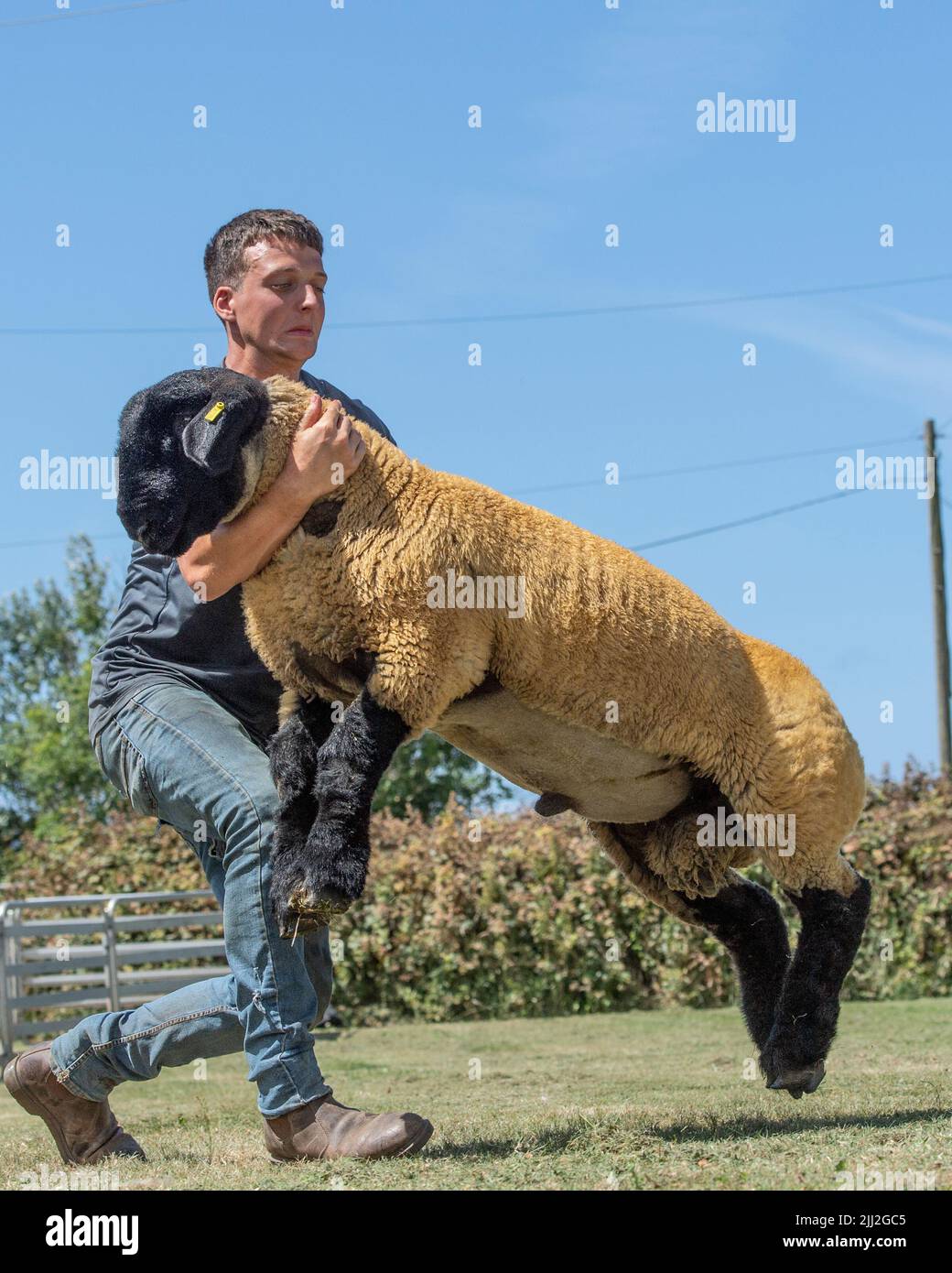 Mann, der versucht, ein Schaf zu fangen Stockfoto