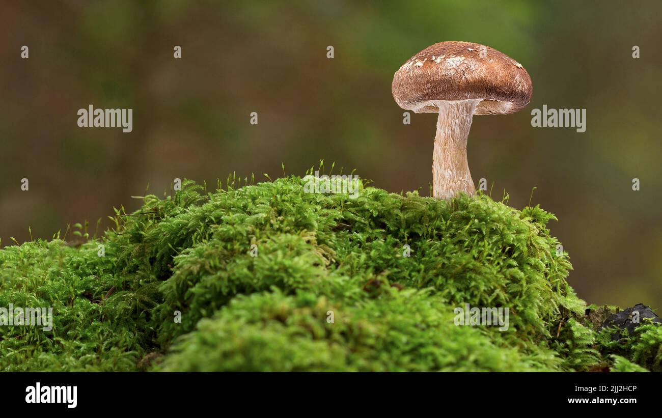 Pilz wächst in einem moosigen Wald Hintergrund. Stockfoto