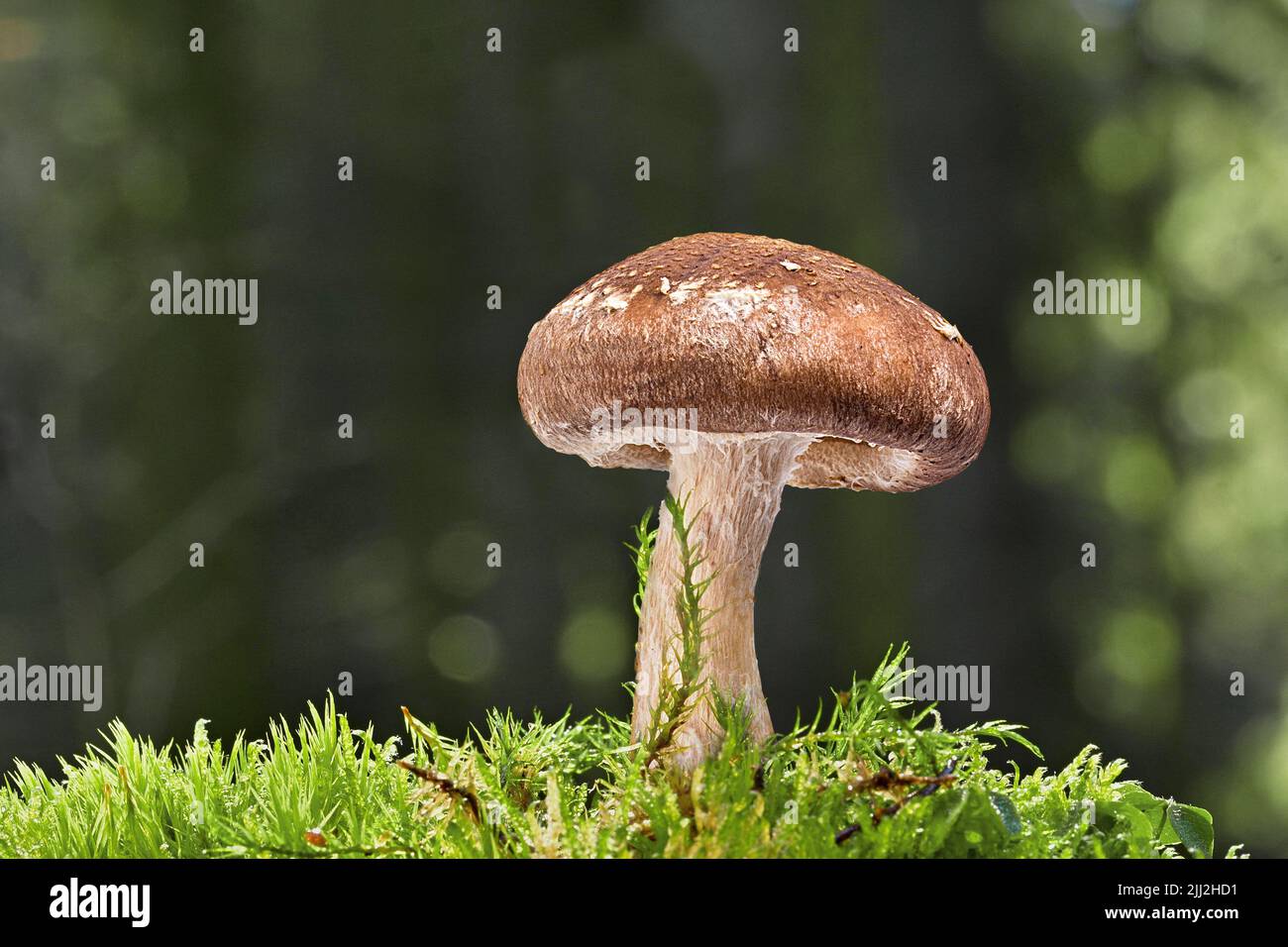 Pilz wächst in einem moosigen Wald Hintergrund. Stockfoto