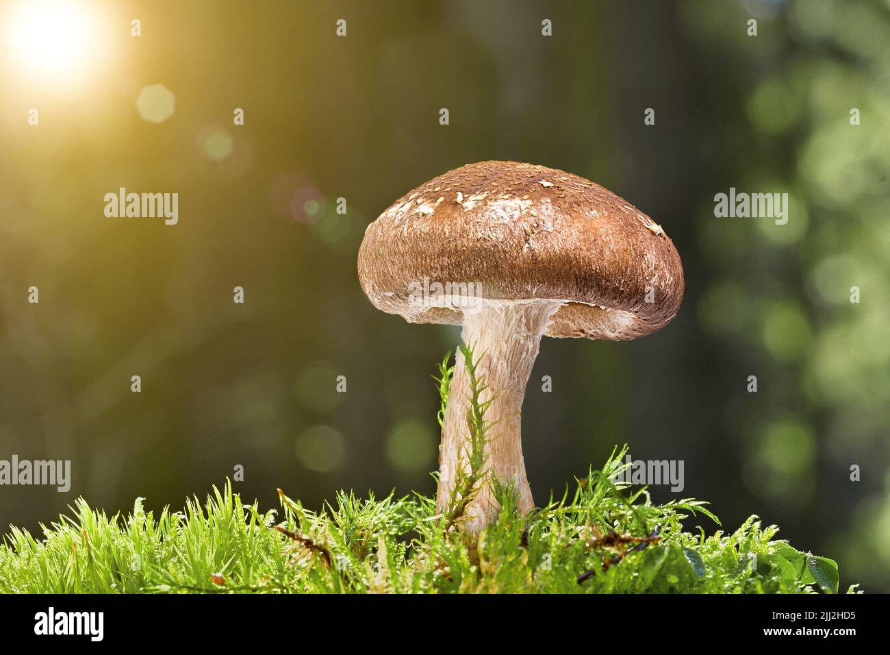 Pilz wächst in einem moosigen Wald Hintergrund. Stockfoto