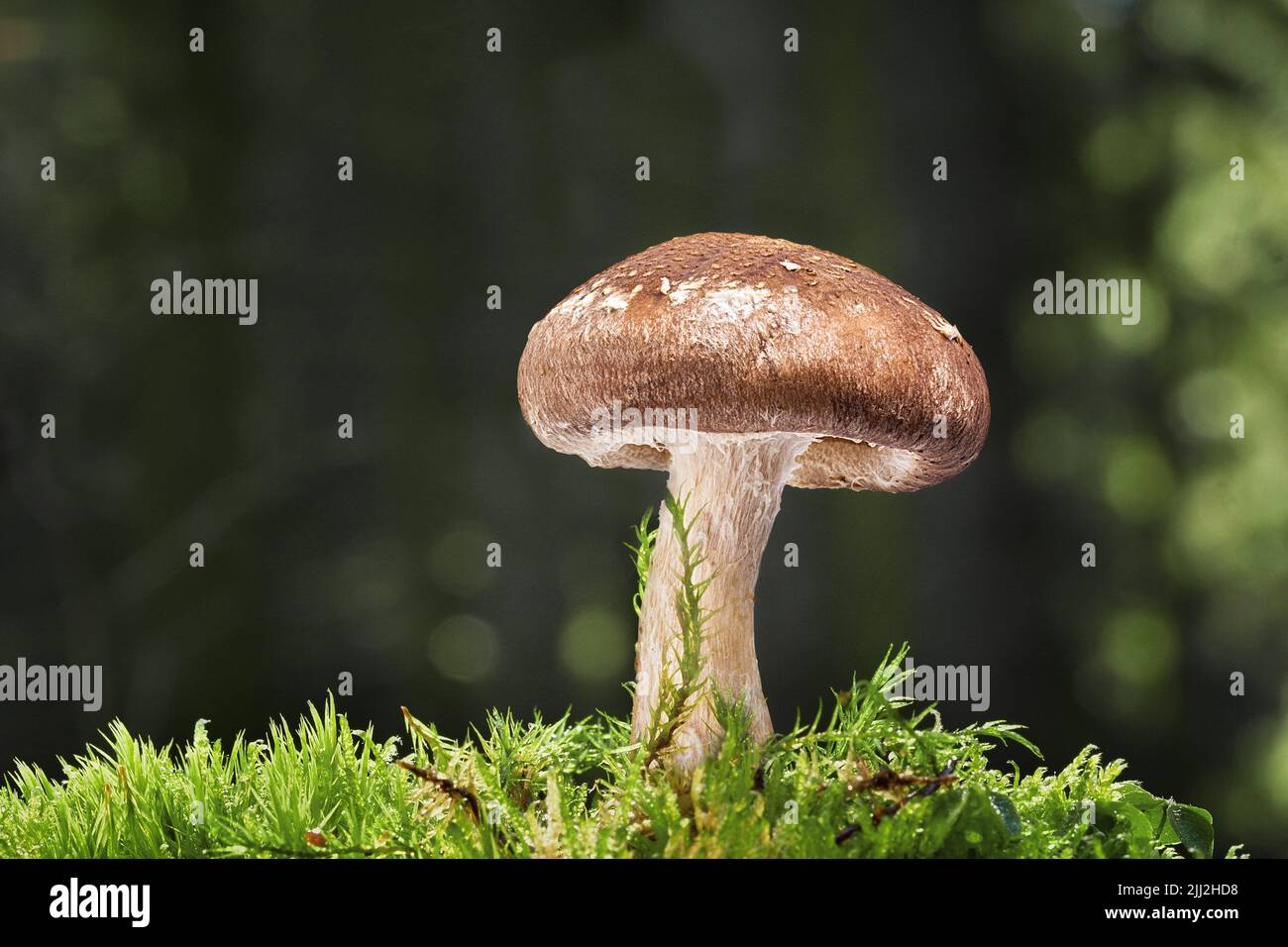 Pilz wächst in einem moosigen Wald Hintergrund. Stockfoto