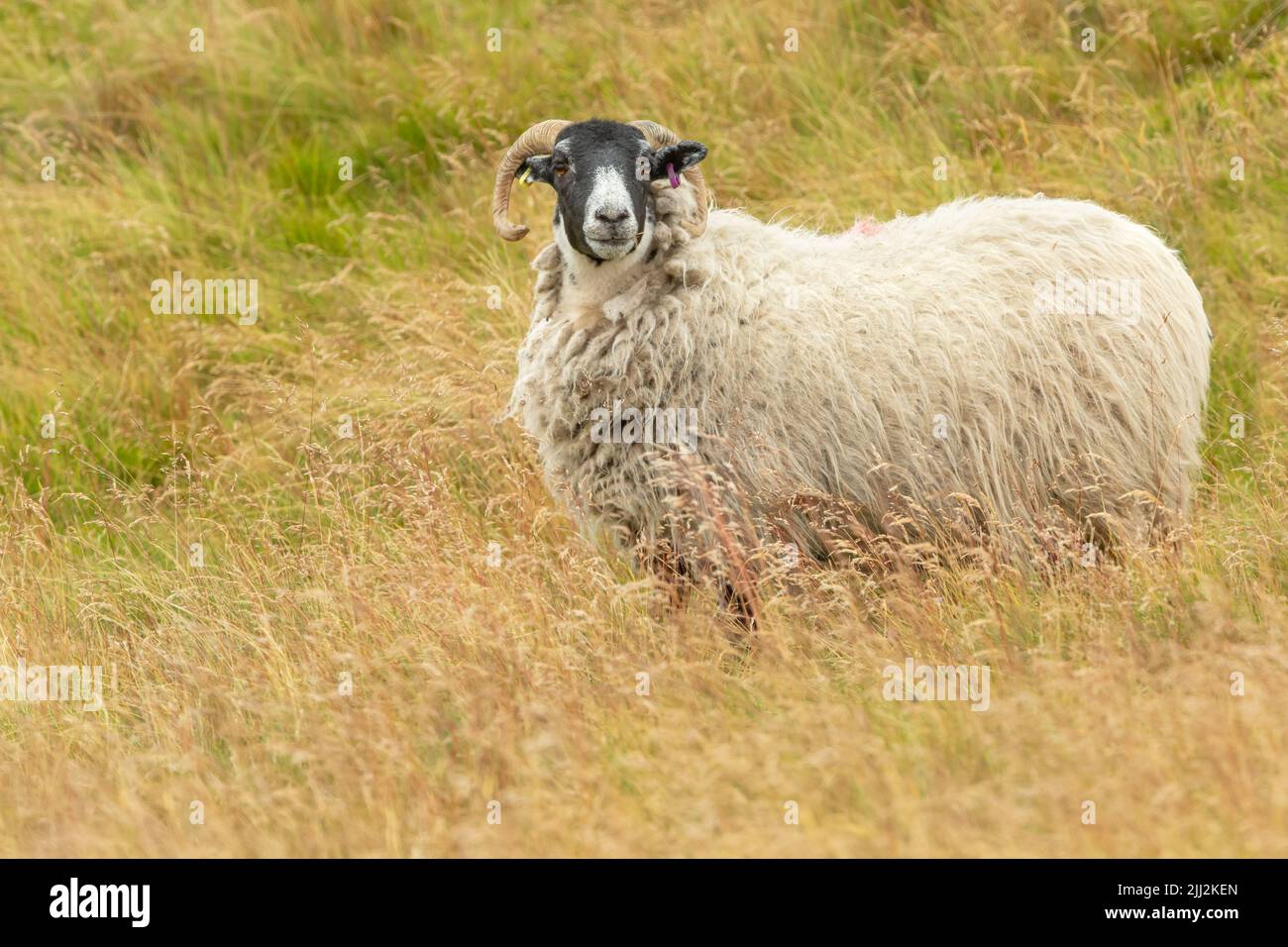 Schottische Schwarzgesicht-Mutterschafe, oder weibliche Schafe mit lockigen Hörnern und dickem Vlies, stand im üppigen Sommer grousemoor Lebensraum in Swaledale, North Yorkshire. Fac Stockfoto