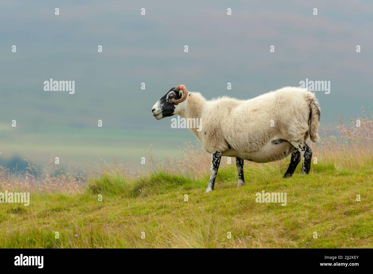 Das schottische Blackface Swaledale-Mutterschafe, oder weibliche Schafe mit lockigen Hörnern und dickem Vlies, stand auf einer üppigen Sommerwiese in Swaledale, North Yorkshire. Fac Stockfoto