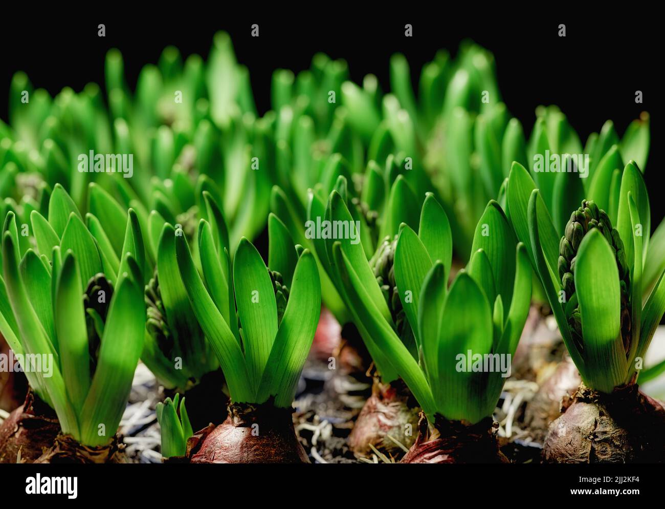 Viele grüne gewöhnliche Hyazinthe-Kräuterpflanzen isoliert auf dunklem Hintergrund. Nahaufnahme von Zierpflanzen, Kräuterblumen, die in Gärten, Parks oder Hinterhöfen wachsen Stockfoto