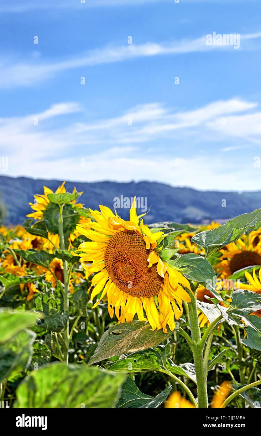 Gewöhnliche gelbe Sonnenblumen wachsen in einem Feld mit einem blauen Himmel Kopie Raum Hintergrund. Helianthus annuus mit lebhaften Blütenblättern, die im Frühling blühen. Landschaftlich Schön Stockfoto
