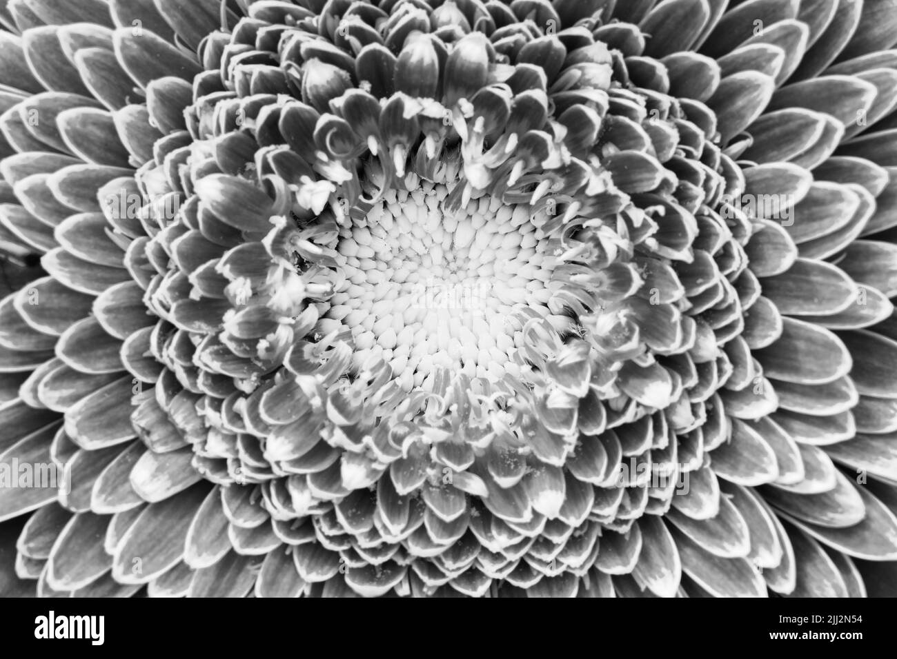 die gerbera-Blüte ist in Schwarz und Weiß nah beieinander Stockfoto