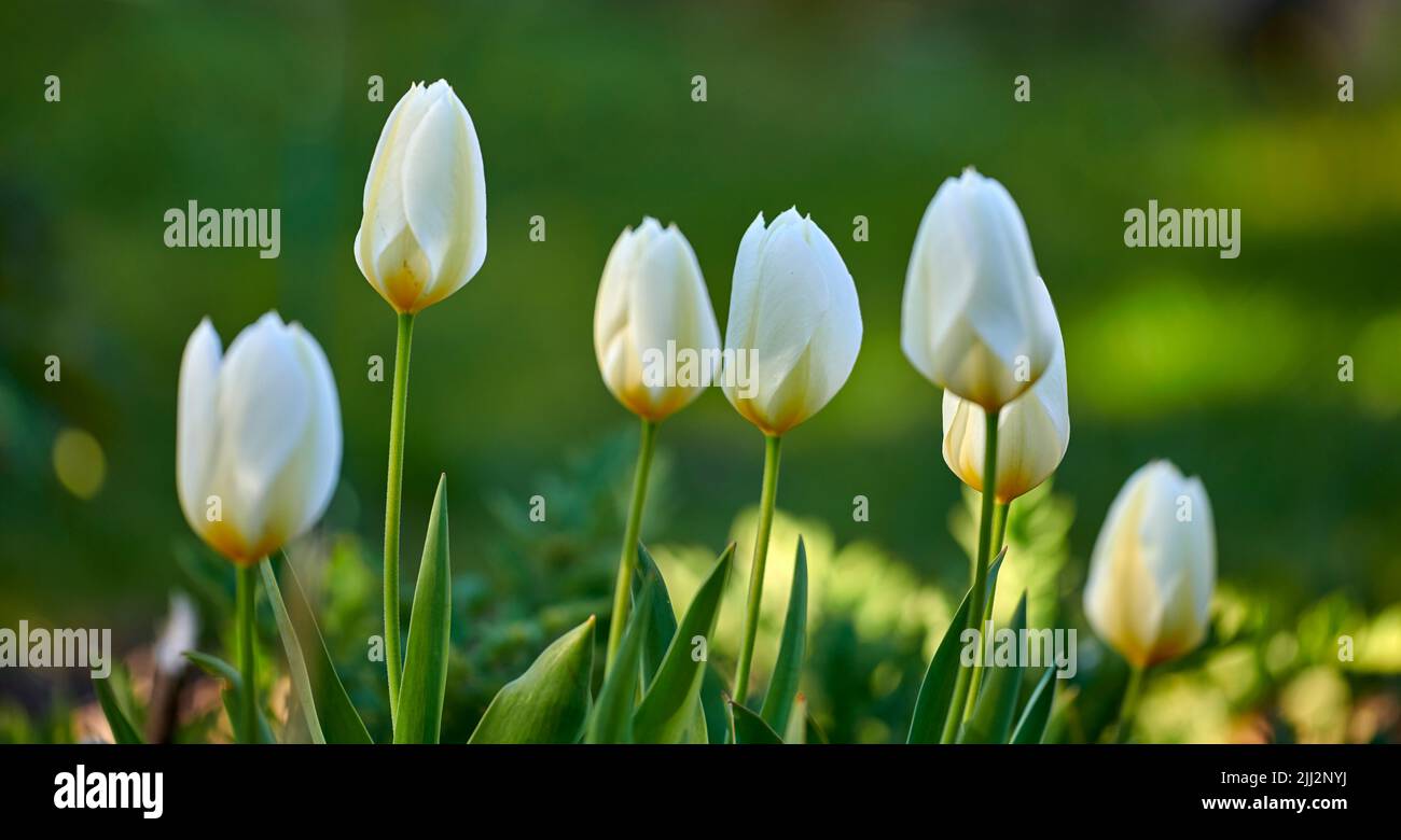 Weiße Tulpen wachsen an einem sonnigen Tag im Garten. Nahaufnahme von saisonalen Blumen, die in einem ruhigen Feld blühen. Makrodetails, Textur und Naturmuster von Stockfoto
