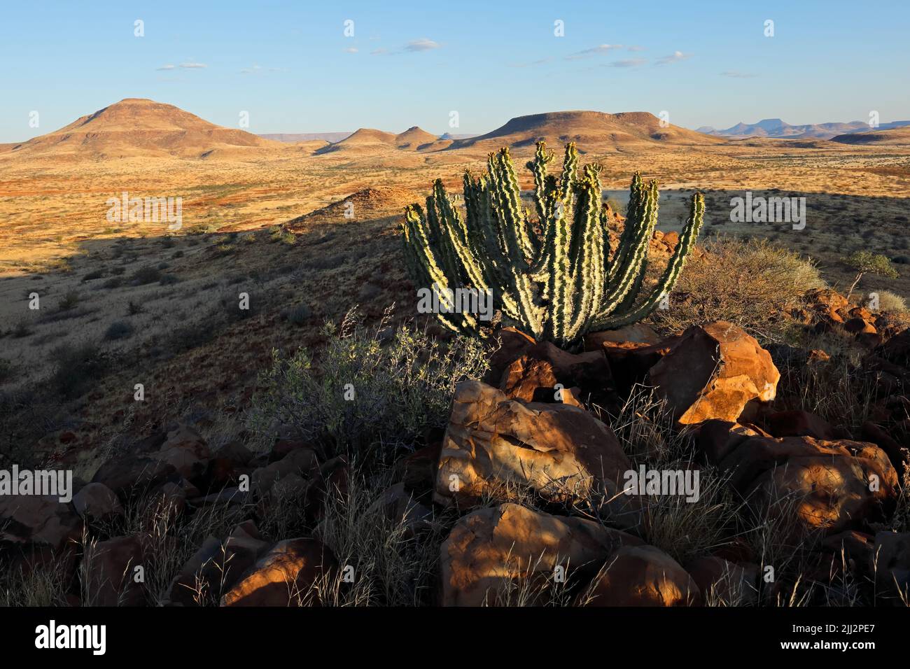 Ein Damara-Giftbaum (UPORbia virosa) in einer ariden Landschaft, Damaraland, Namibia Stockfoto