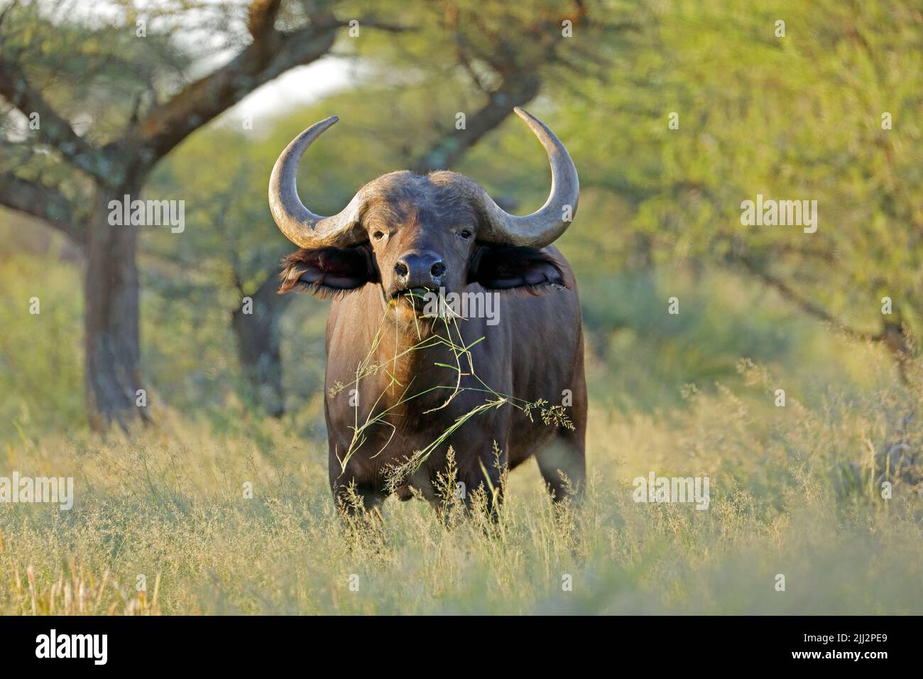 Ein afrikanischer Büffel (Syncerus caffer) in natürlichem Lebensraum, Mokala Nationalpark, Südafrika Stockfoto