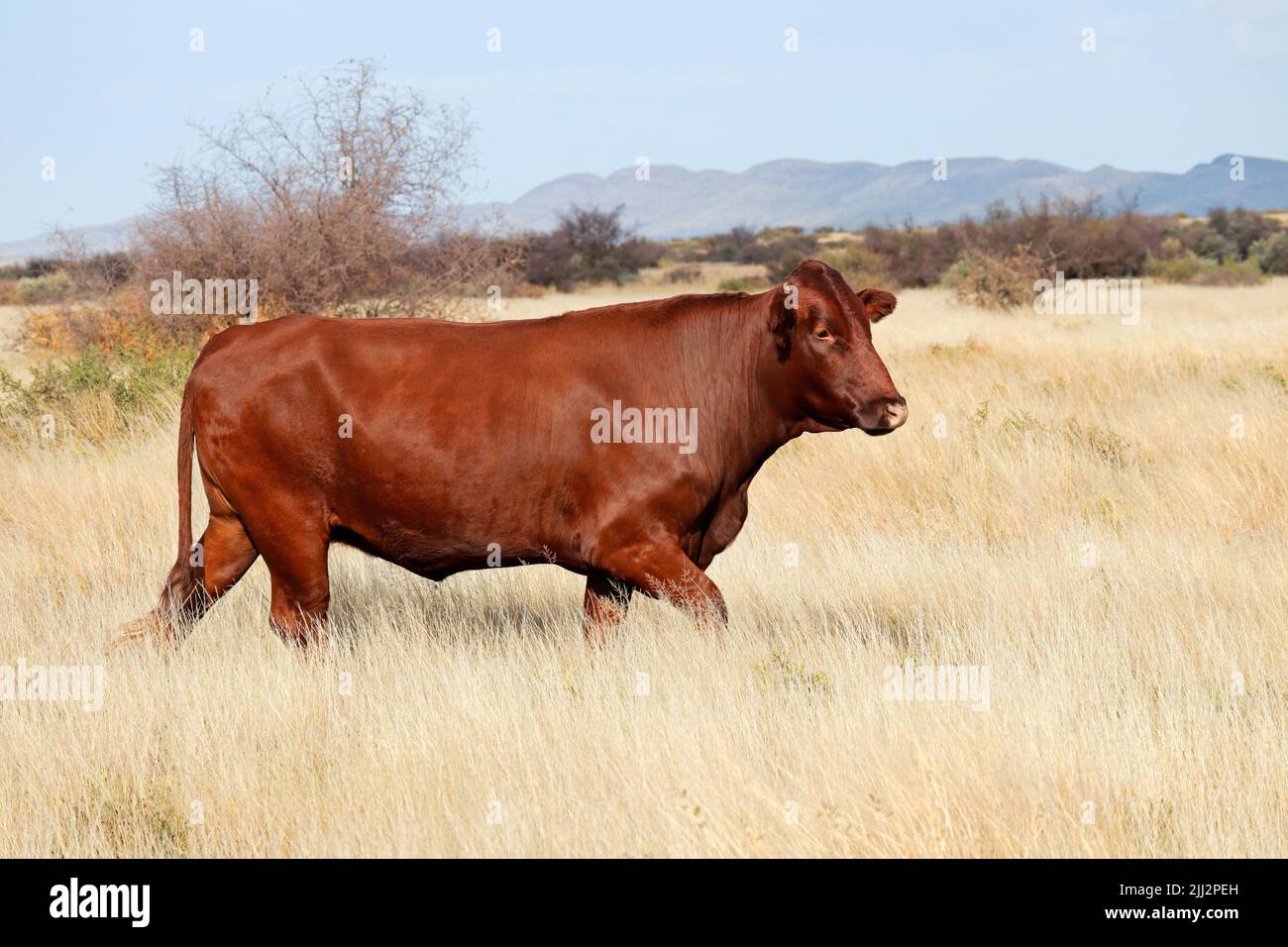 Eine Freilandkuh, die auf einem ländlichen Bauernhof in Südafrika im Grasland läuft Stockfoto