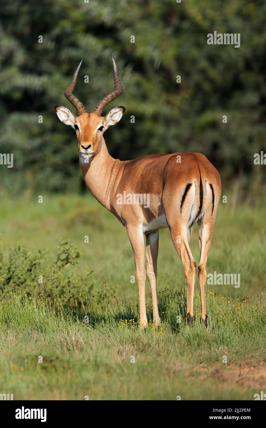 Männliche Impala-Antilope (Aepyceros melampus) in natürlichem Lebensraum, Südafrika Stockfoto