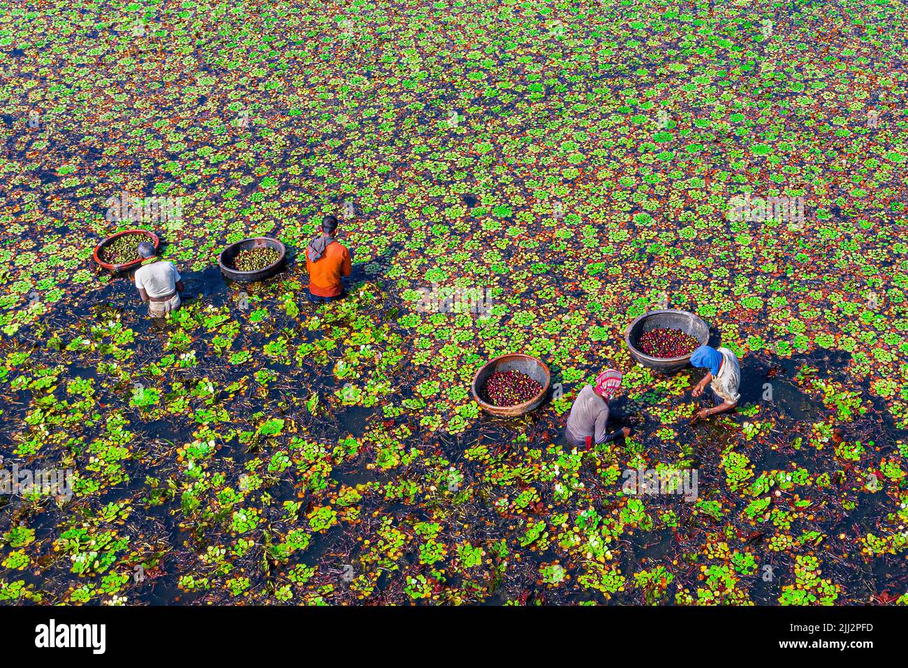 Die Bauern pflücken Wasserkastanien aus dem Seewasser Stockfoto