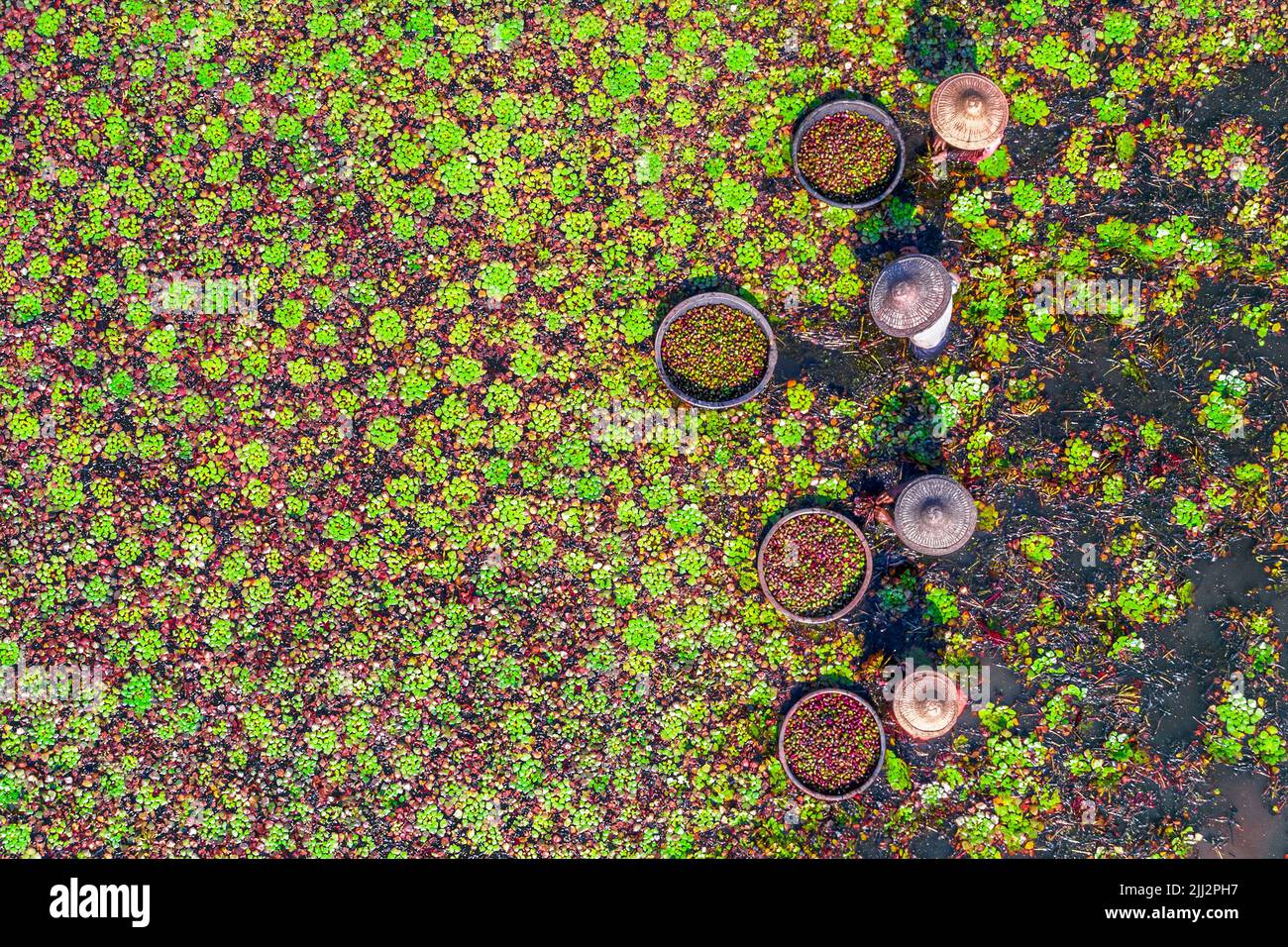 Die Bauern pflücken Wasserkastanien aus dem Seewasser Stockfoto