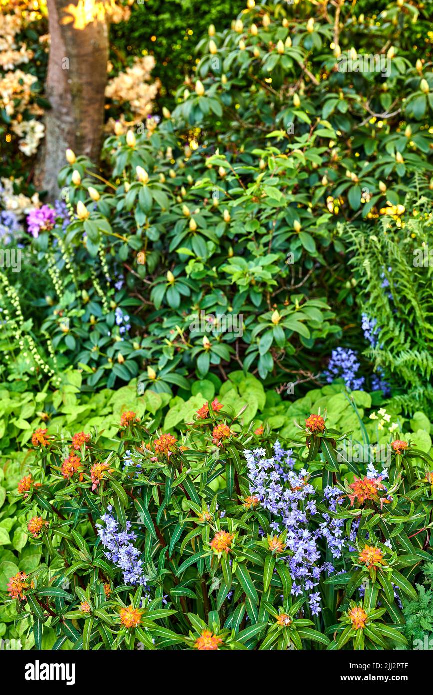 An einem sonnigen Frühlings- oder Sommertag blühen in einem Garten spanische oder sibirische Tintenblütler in voller Blüte. Nahaufnahme der Natur, umgeben von Grün Stockfoto