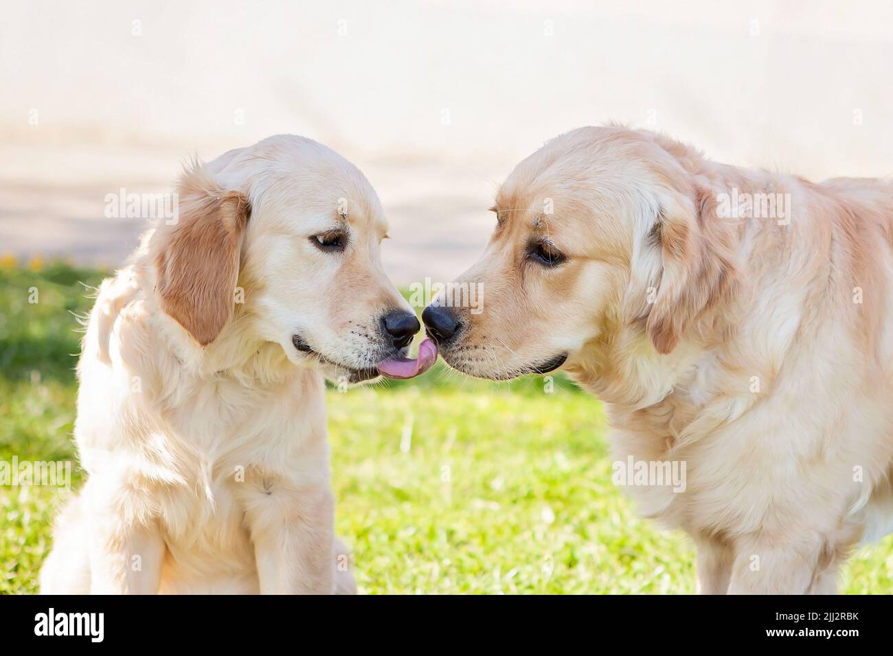 Zwei goldene Retriever lecken sich gegenseitig den Mund. Junge Welpen, Welpe, wenige Monate alt, fürsorglich, lustiges Foto. Stockfoto