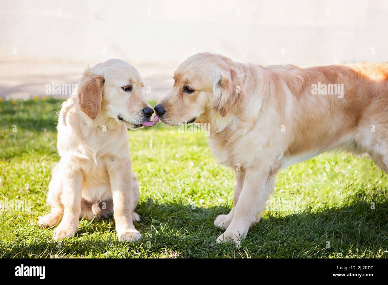 Golden Retriever, erwachsener Hund, der von einem jungen Welpen geleckt wird. Detaildarstellung der beiden Köpfe nahe beieinander. Schönes, lustiges und wunderschönes Außenfoto Stockfoto