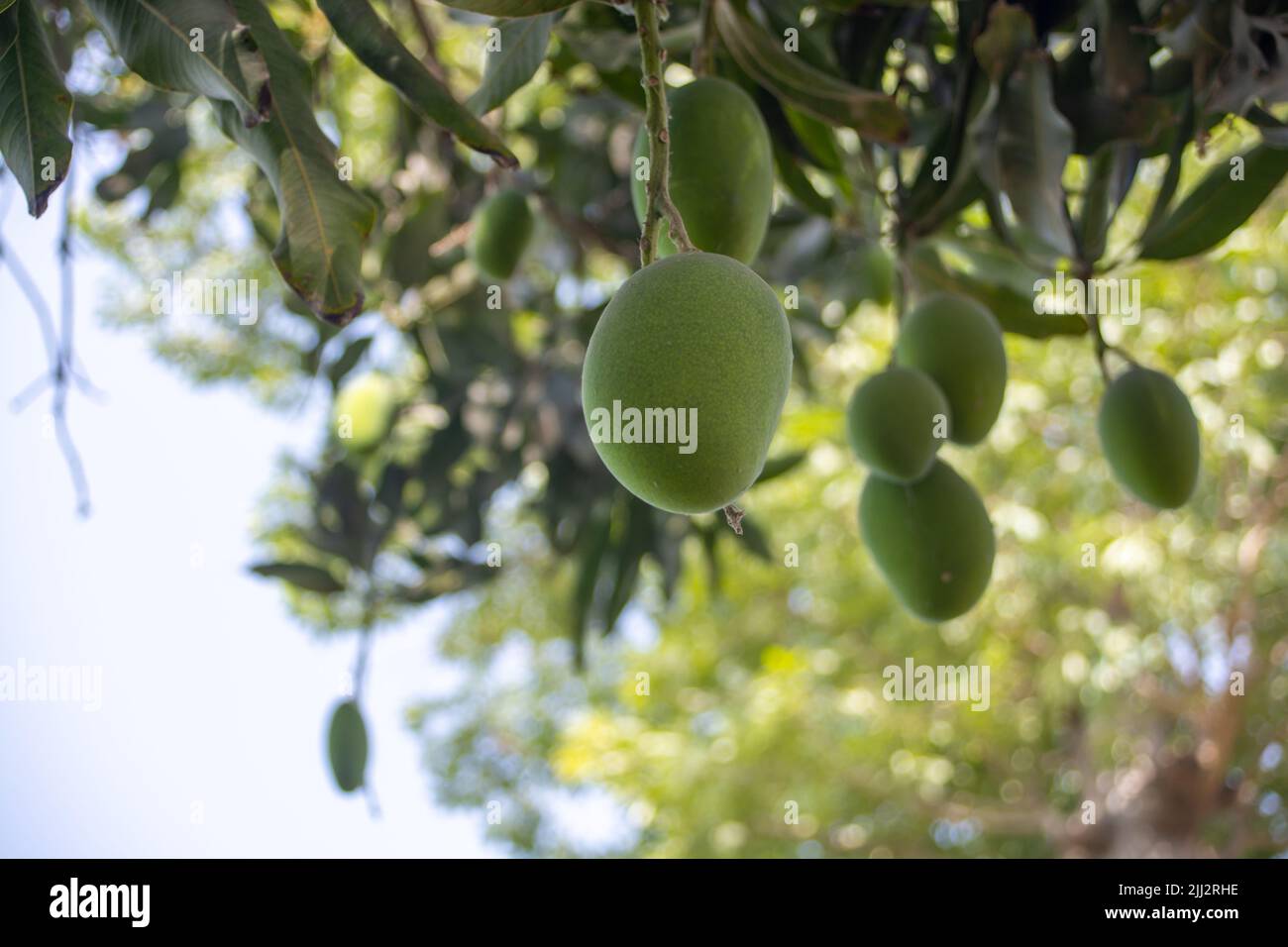 Mangos auf einem Baum Stockfoto