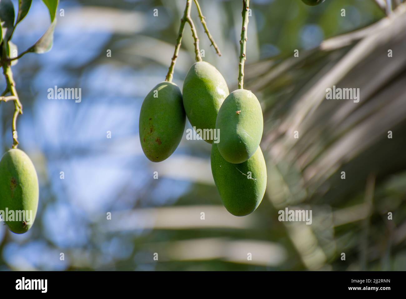 Mangos auf einem Baum im Punjab Stockfoto