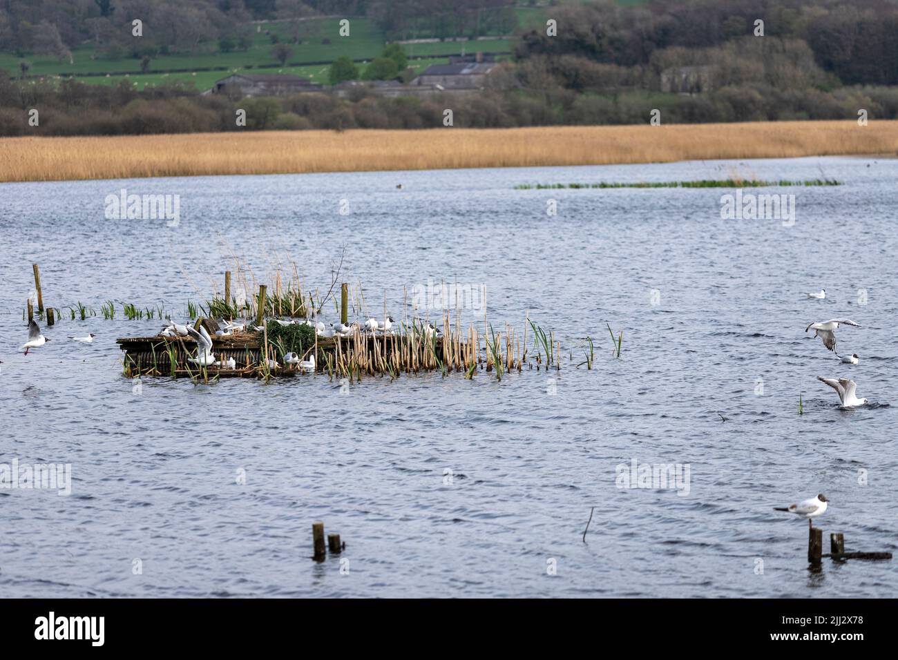 Schwarzkopf-Möwenansicht von Grisedale Hide, Leighton Moss RSPB Reserve, Lancashire, England, Vereinigtes Königreich Stockfoto