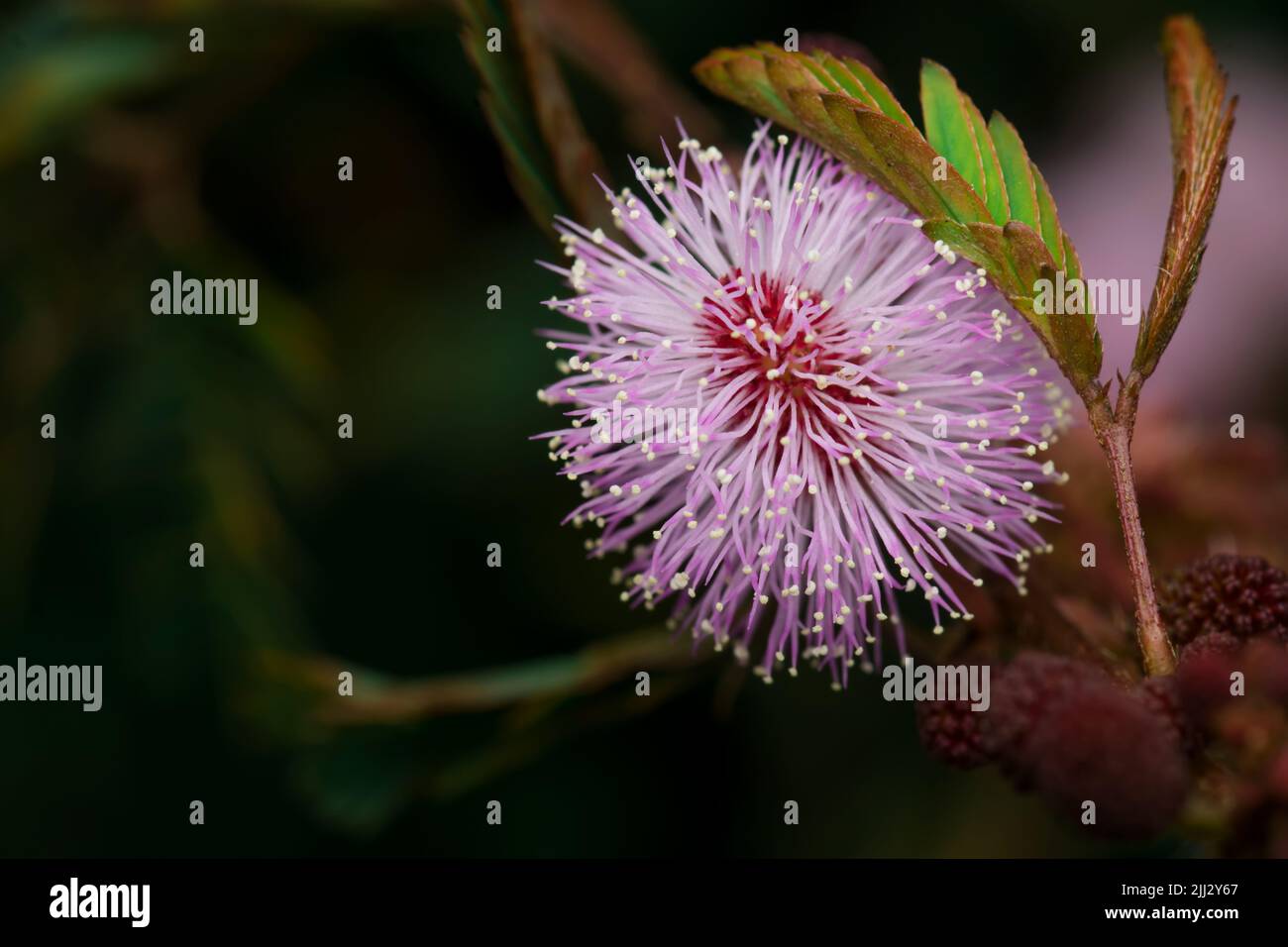 Rosafarbene Blume von Mimosa Pudicha, auch bekannt als Touch Me Not. Stockfoto