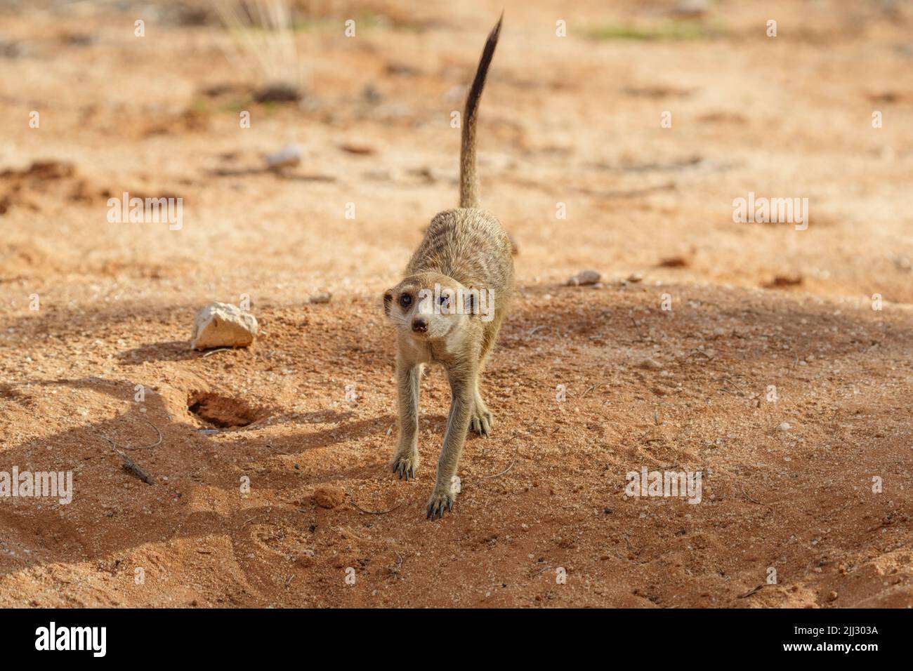 Baby Meerkat (Suricata suricatta) läuft auf die Kamera zu. Kalahari, Transfrontier National Park, Südafrika Stockfoto