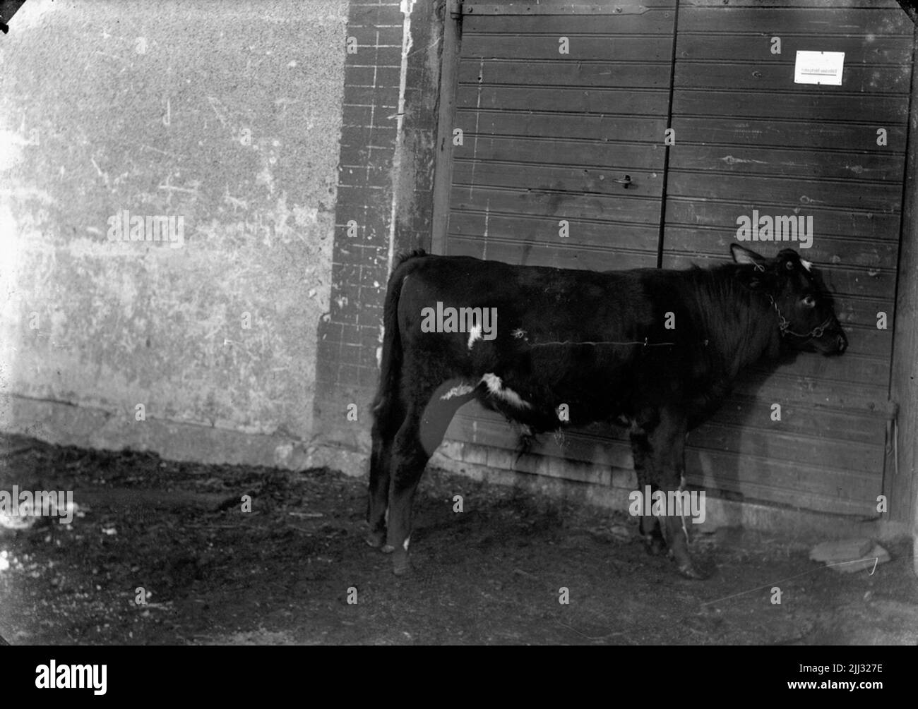 Ein Kalb. Stockfoto