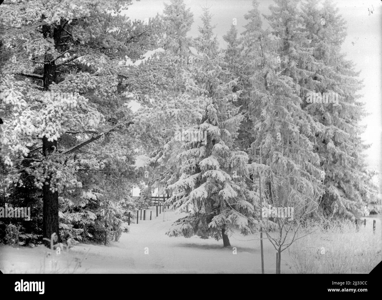 Wintermotiv. Stockfoto