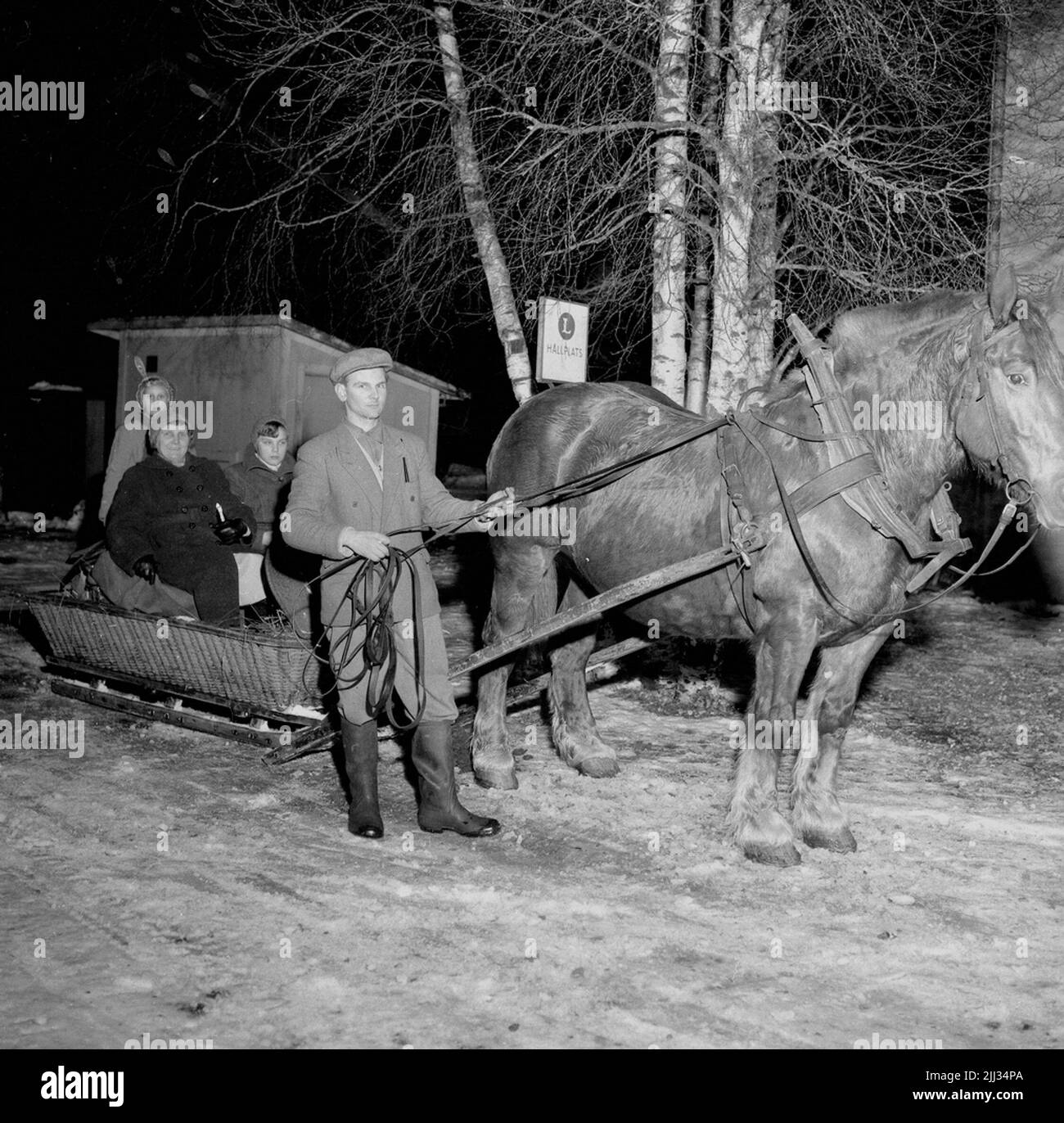Gastgeber einer Blume in Mårdshyttan.29 Januar 1955 Stockfoto