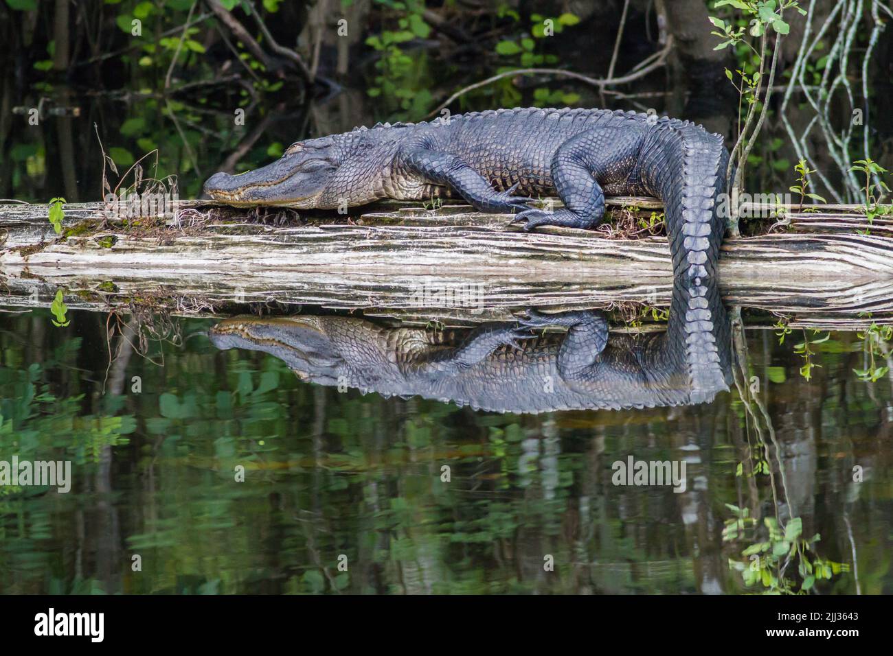 American Alligator sonnen auf einem Baumstamm am Six Mile Cypress Swamp in Florida. Stockfoto