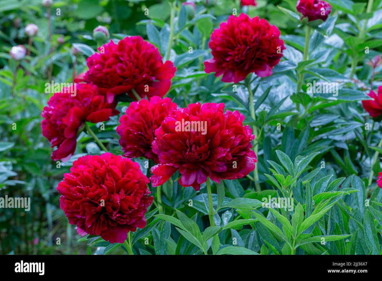 Rote Pfingstrose albiflora. Paeonia officinalis Command Performance im Garten Stockfoto