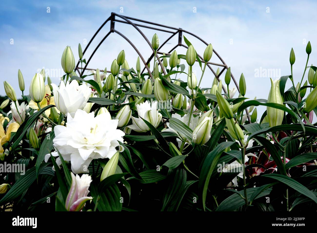 Tatton Park Flower Show 2022 Stockfoto