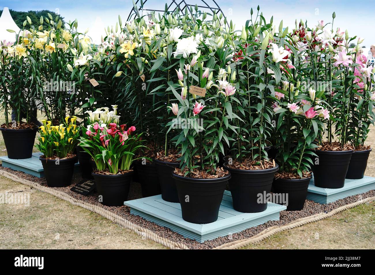 Tatton Park Flower Show 2022 Stockfoto