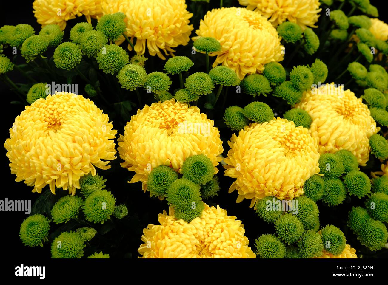 Tatton Park Flower Show 2022 Stockfoto