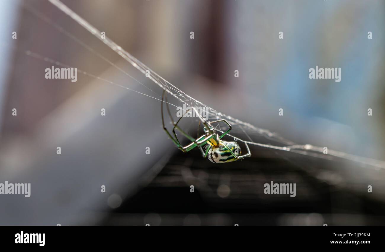 Orchard Orbweaver, der kopfüber auf dem Netz in Nicaragua hängt, mit unfokussierter Hintergrundansicht, Seitenansicht von Spinne und Netz Stockfoto