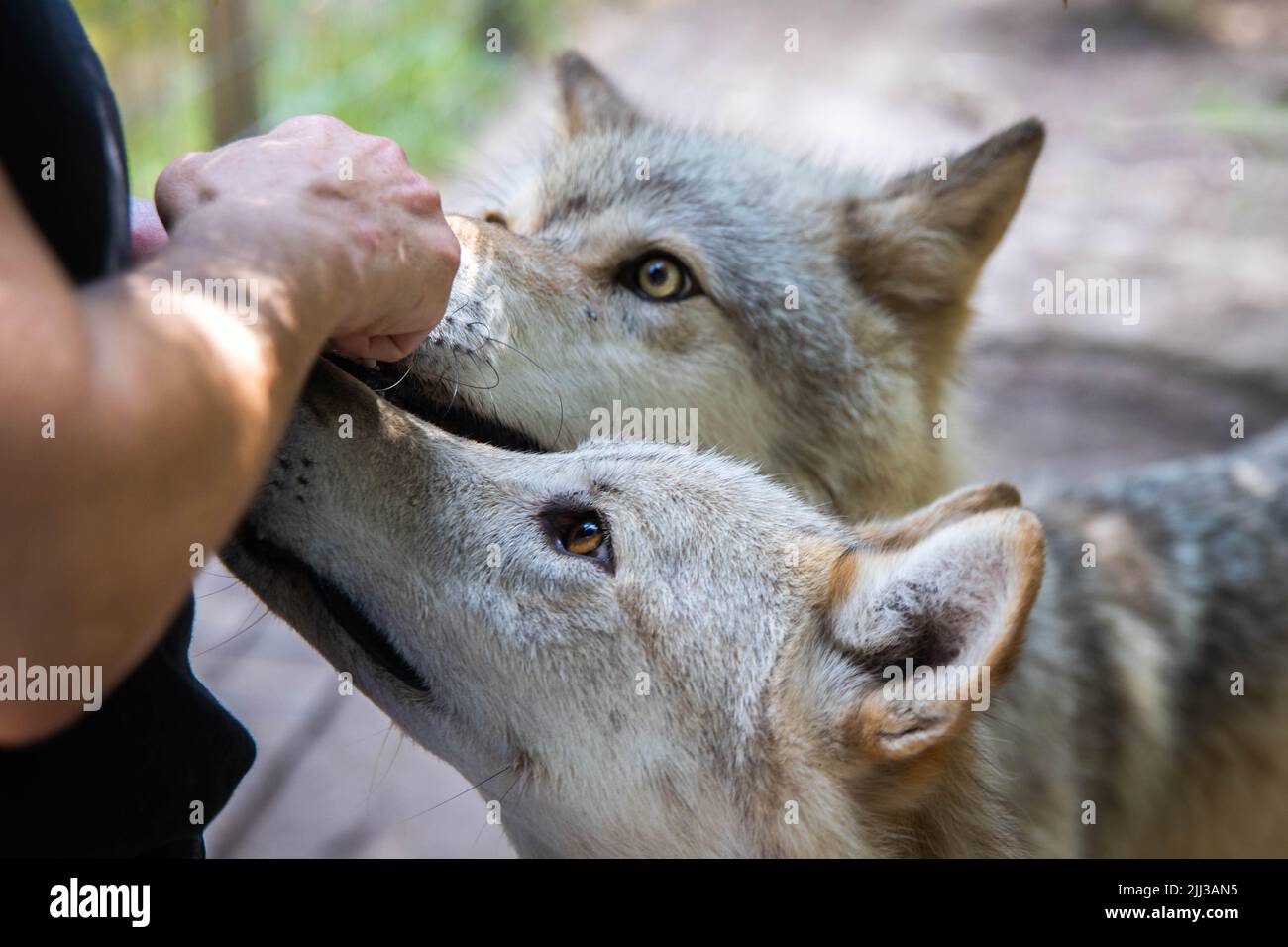 Nahaufnahme Wolfhund füttert Leckereien von Hand essen Stockfoto