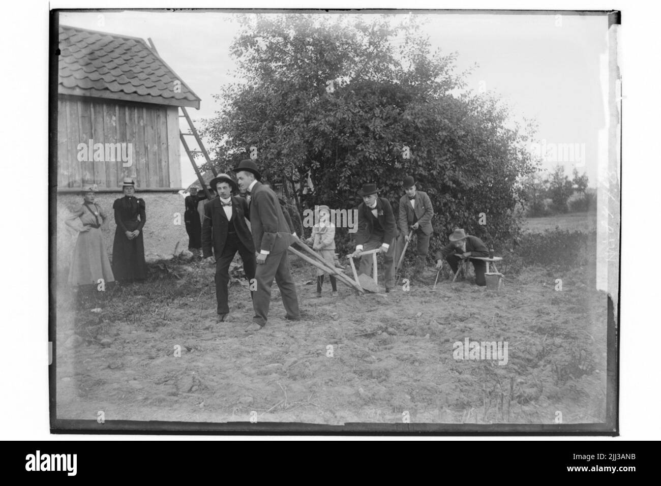 Kartoffel zwei Männer ziehen Adern. 7 Menschen. Stockfoto