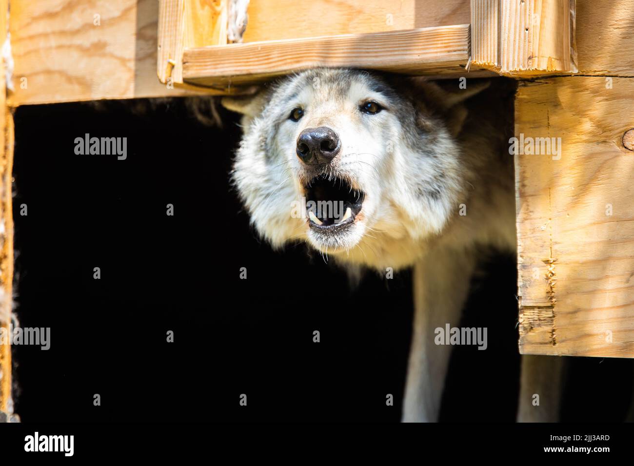 Heulender Wolf Hund Nahaufnahme Porträt wütend offenen Mund Stockfoto