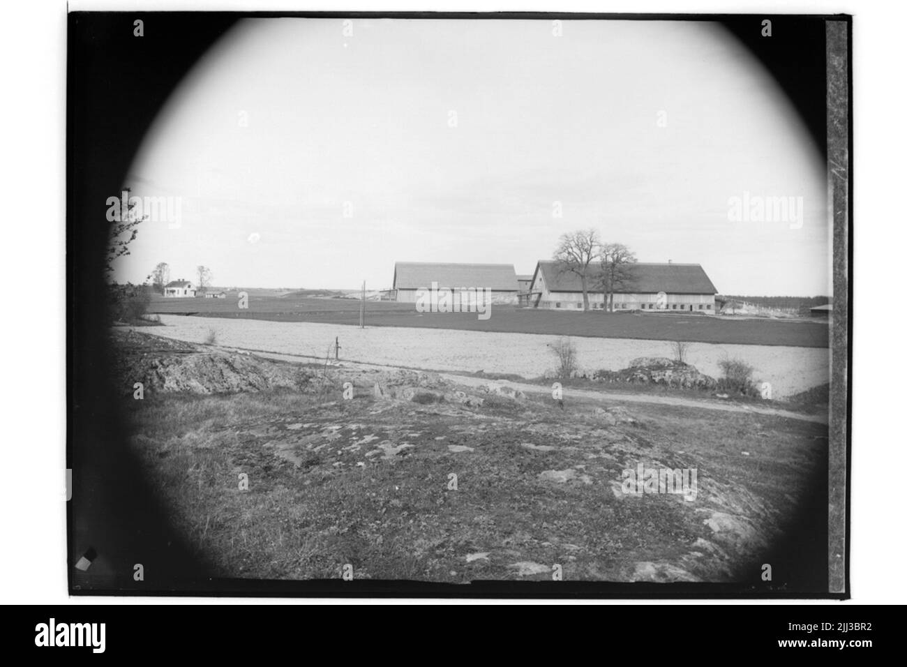 Eine Steuer, Hund.nils Kierkegaard Stockfoto