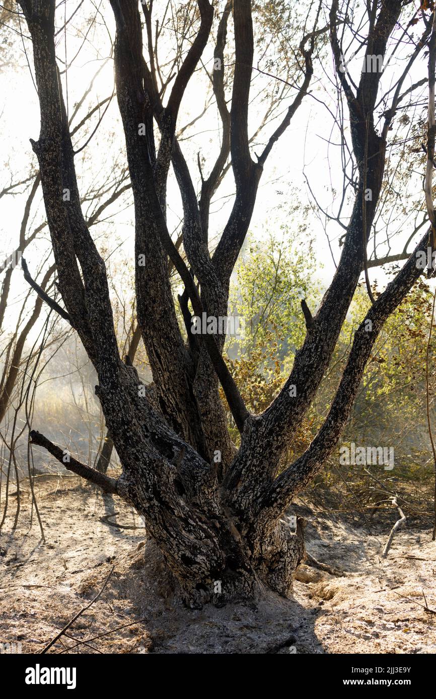 Überreste eines ausgebrannten Baumes nach einem Waldbrand. Stockfoto