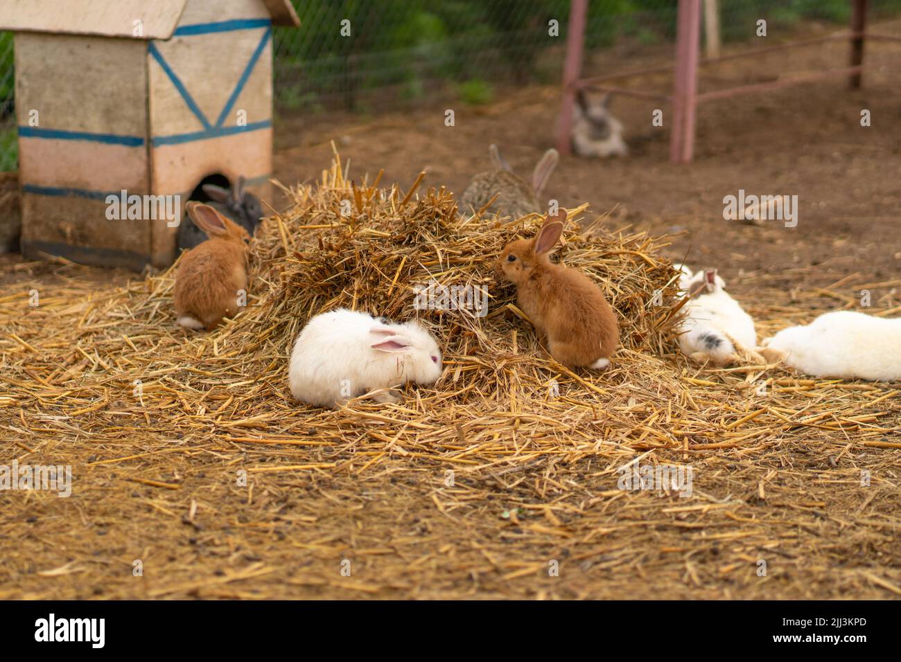 Kaninchen braun Hase ostern Natur weiß Hintergrund flauschig grün niedlich, Konzept Nagetier Haustier für kleine aus Pelzgras, Augen lustig. Sehr Schön, Stockfoto