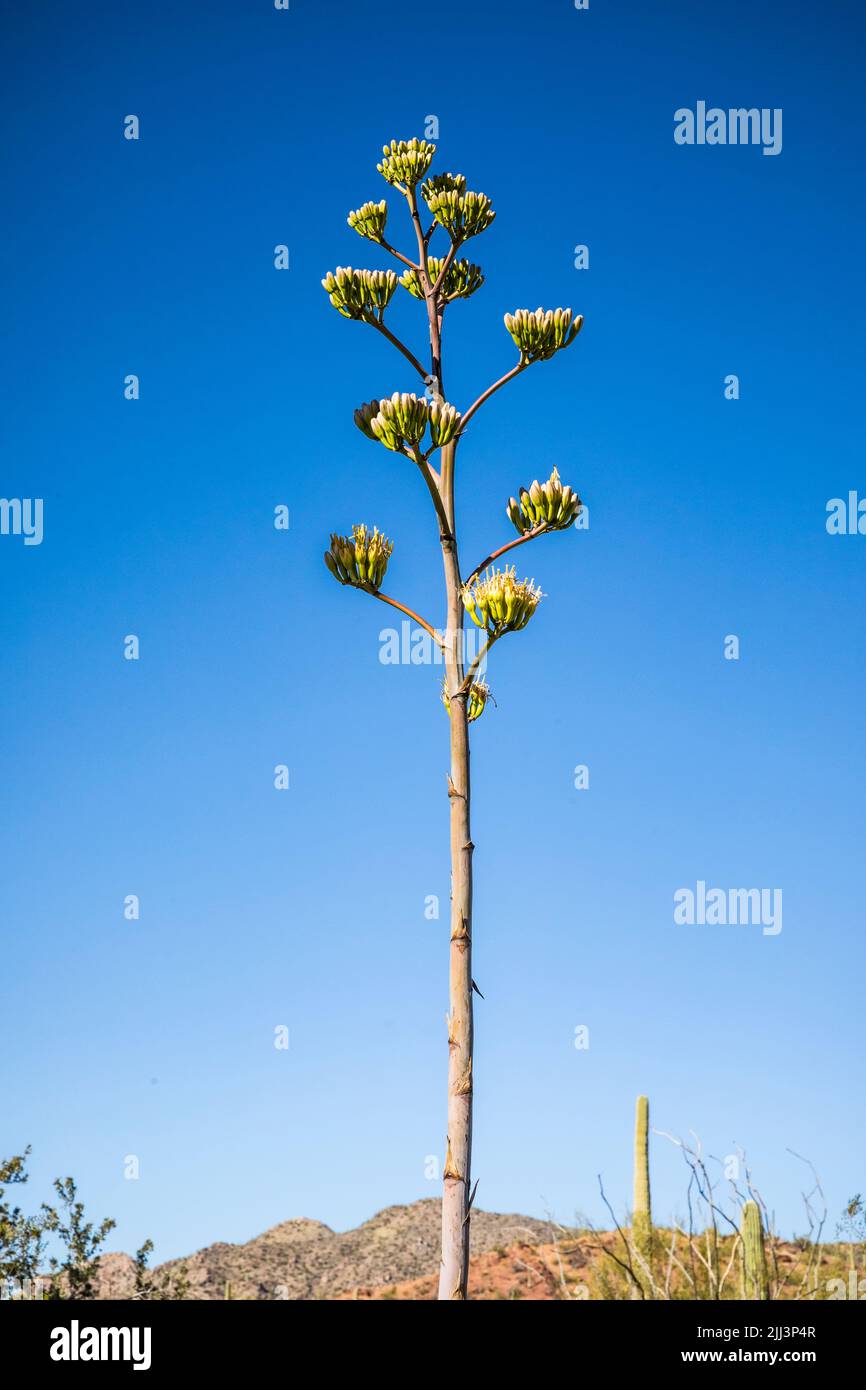 Der Stiel einer Jahrhundertpflanze gegen einen blauen Himmel. Stockfoto