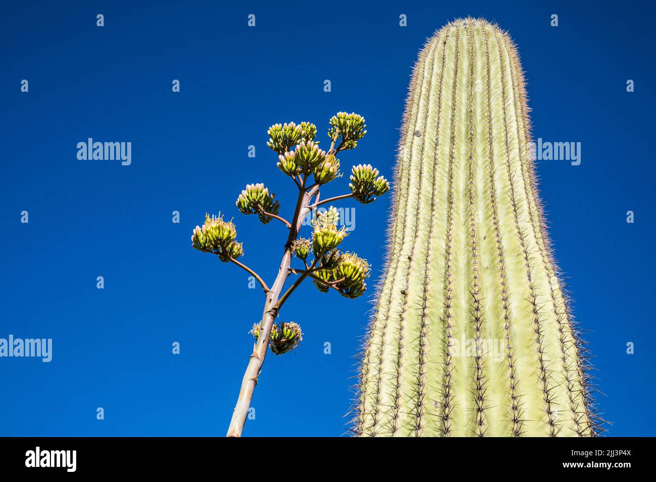 Der blühende Stiel einer Century Plant neben einem Saguaro Kaktus vor blauem Himmel. Stockfoto