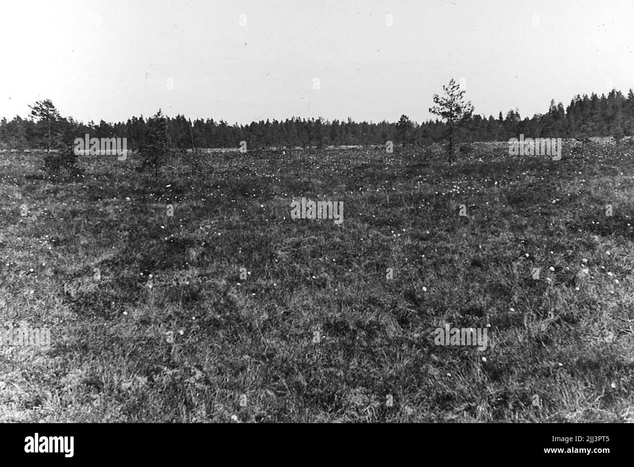 Moosmüll, in der Nähe von Mossjön, Skyttatorp. Stockfoto