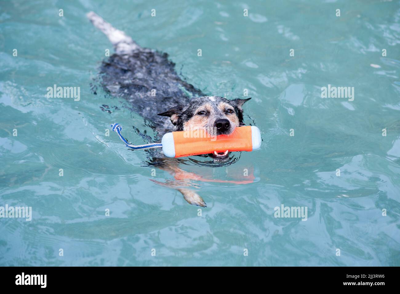 Australischer Rinderhund Blue Heeler beim Schwimmen in einem Pool Stockfoto